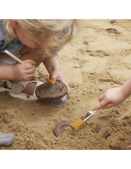 Pedres fòssils magnètiques - 6 peces