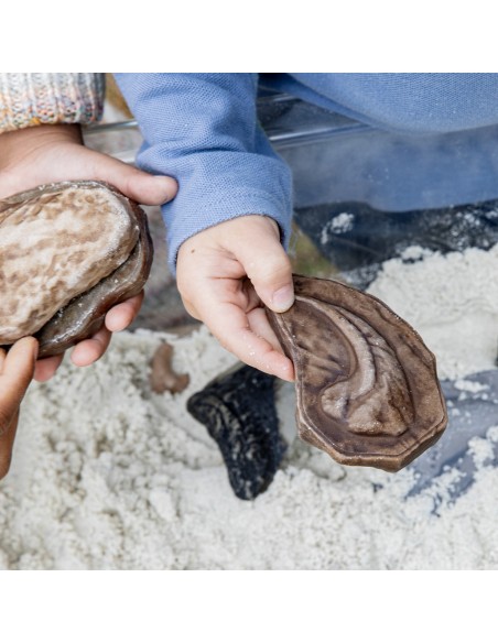 Piedras fósiles magnéticas - 6 piezas