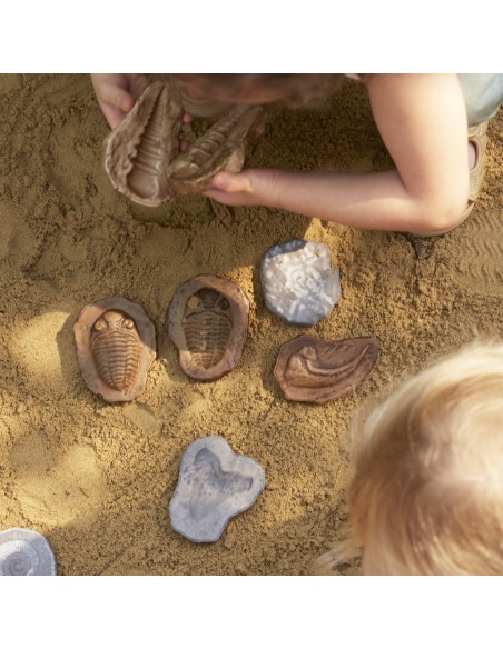 Pedres fòssils magnètiques - 6 peces