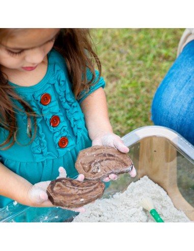 Piedras fósiles magnéticas - 6 piezas