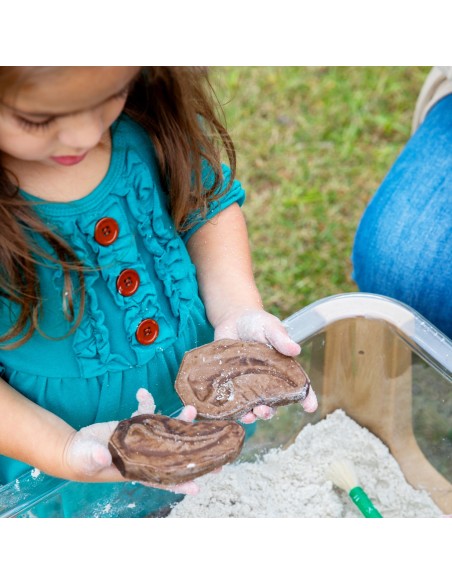 Pedres fòssils magnètiques - 6 peces