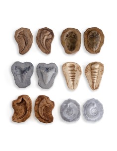 Pedres fòssils magnètiques... 2