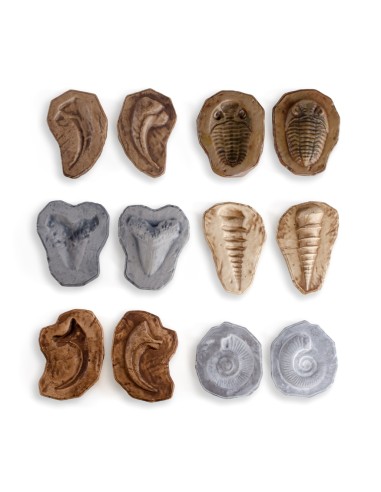 Piedras fósiles magnéticas - 6 piezas