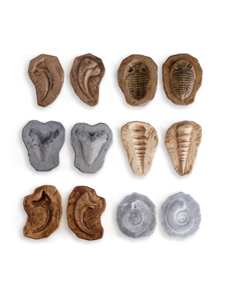 Pedres fòssils magnètiques - 6 peces