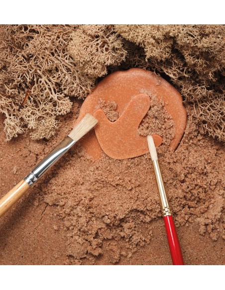 Investiga las huellas - Dinosaurios