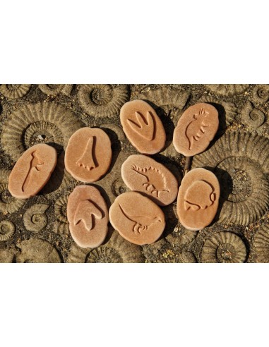 Investiga les petjades - Dinosaures