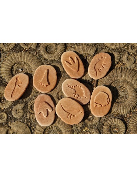 Investiga las huellas - Dinosaurios