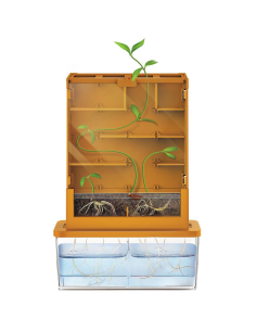 Eco Laberinto Cultivo 2