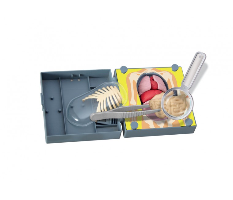 Jocs educatius sobre el cos humà