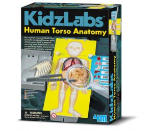 juego anatomía humana