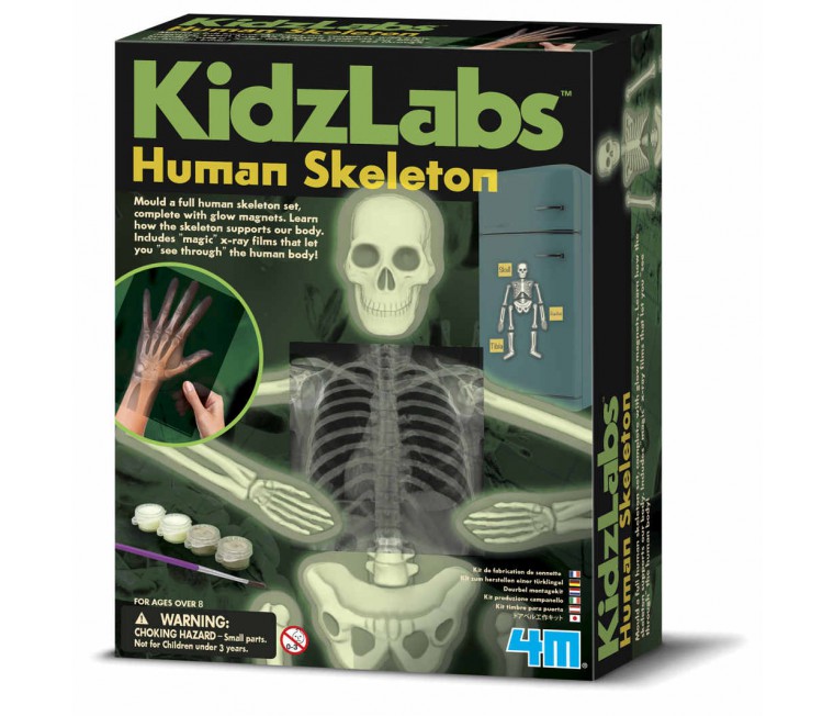 Nuevo cuerpo y huesos Conjunto de Juguete de laboratorio de ciencias hacer Esqueleto & Cráneo con órganos Grafix 